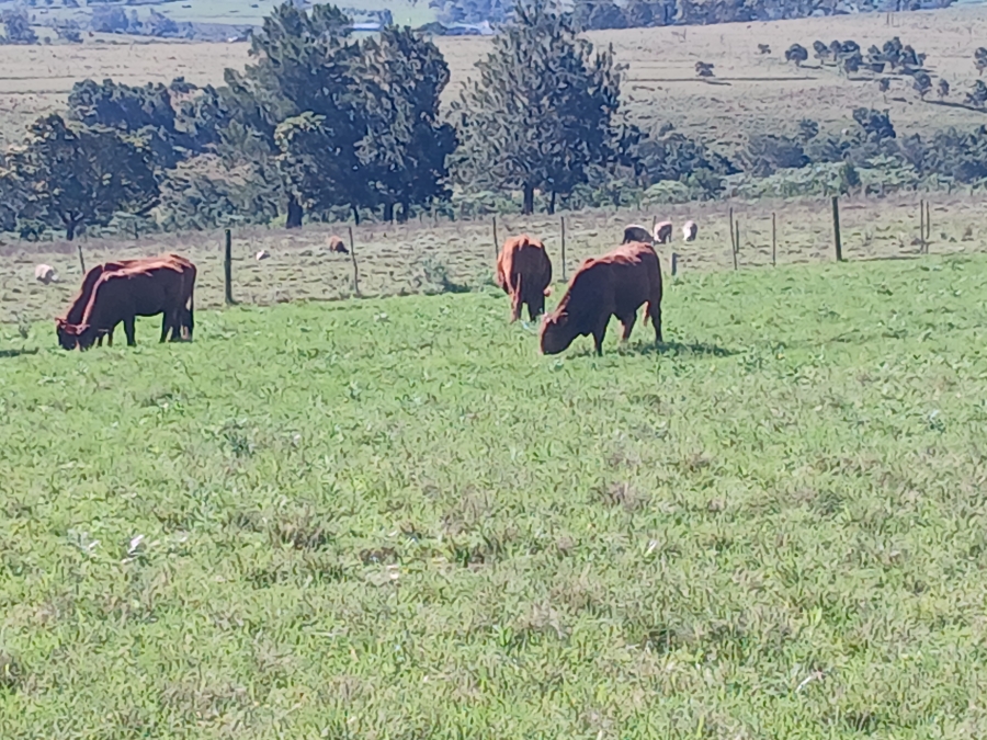 2 Bedroom Property for Sale in Stutterheim Rural Eastern Cape